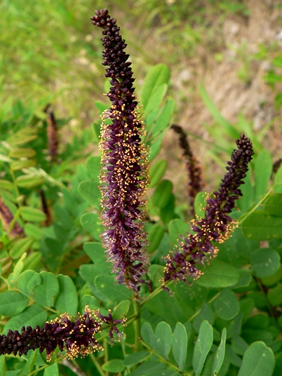 {Amorpha fruticosa}